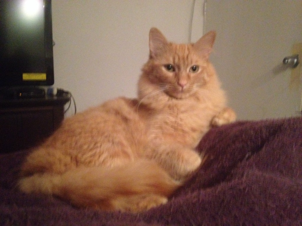 Fotos de gatos