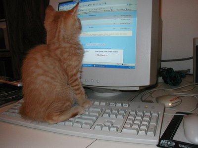 cat-on-keyboard